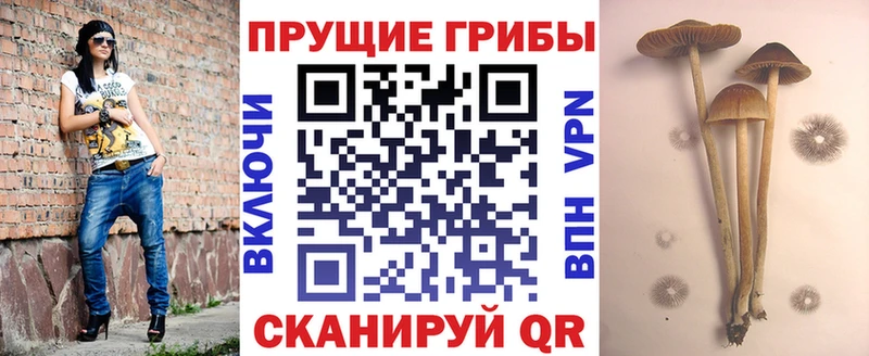Купить закладки  Гулькевичи  Псилоцибиновые грибы GOLDEN TEACHER 